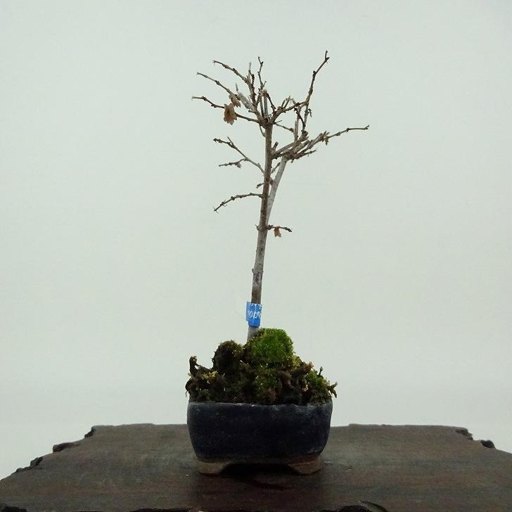 けやき盆 現品限り】直径21.5cm 無塗装のお盆 欅（けやき） 4−7