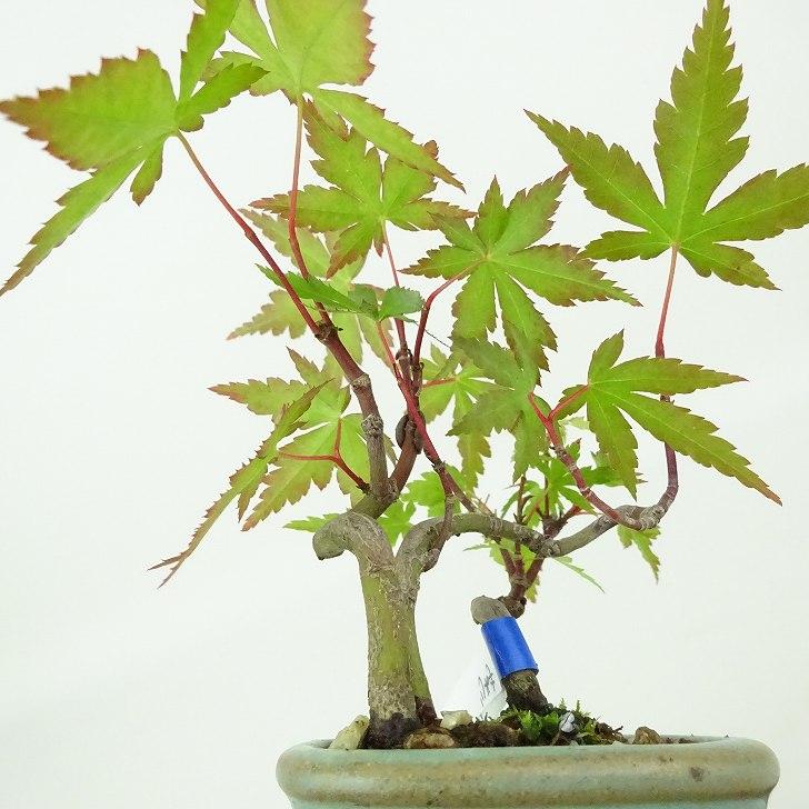 盆栽 紅葉 ミニ盆栽 樹高 約9cm もみじ Acer palmatum モミジ
