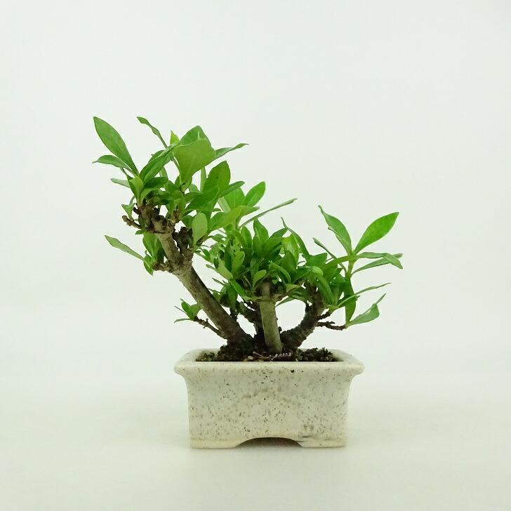 盆栽 梔子 ミニ盆栽 樹高 約8cm くちなし Gardenia jasminoides