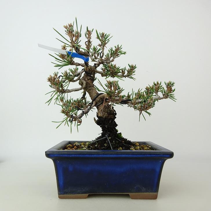 盆栽 松 黒松 千寿丸 樹高 約15〜16cm くろまつ Pinus thunbergii