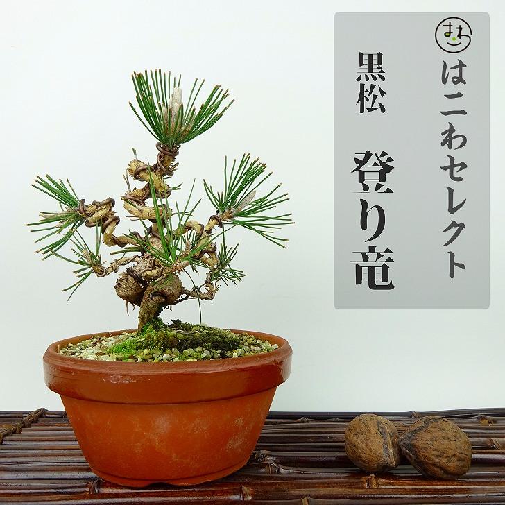 樹幹 登り竜 松仕立て 【公式通販】