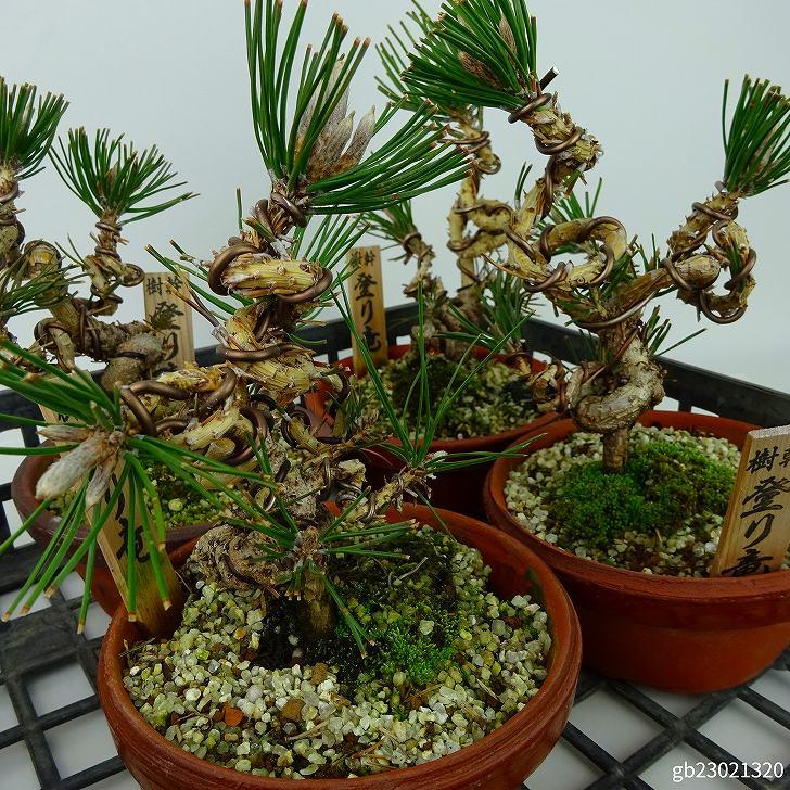 盆栽 石付き 真柏 良質 龍岩石 [五葉松 赤松 さつき各種] 盆栽 石付き