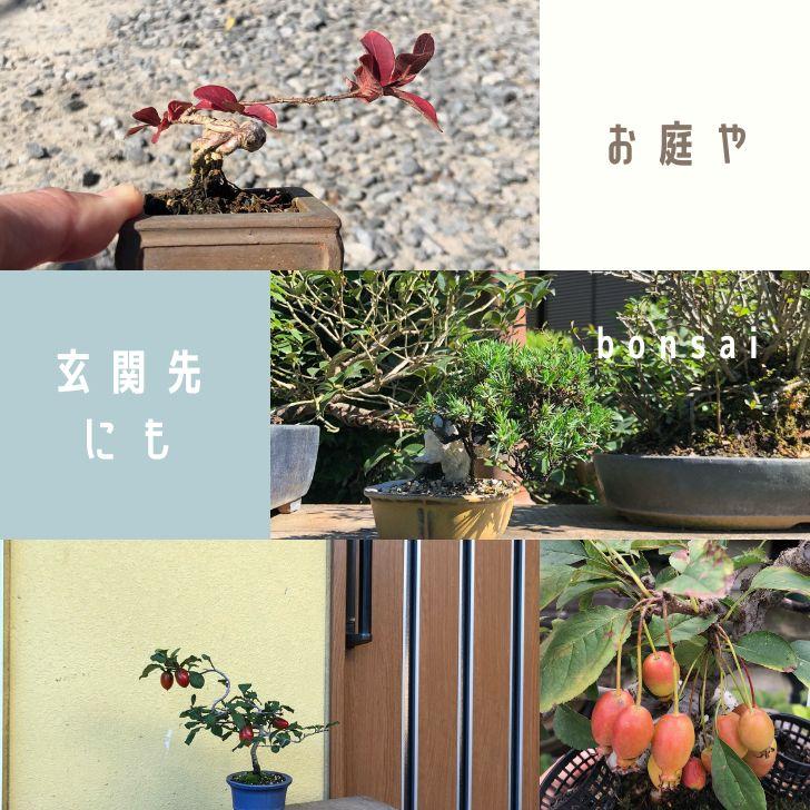 樹幹 登り竜 松仕立て 【公式通販】