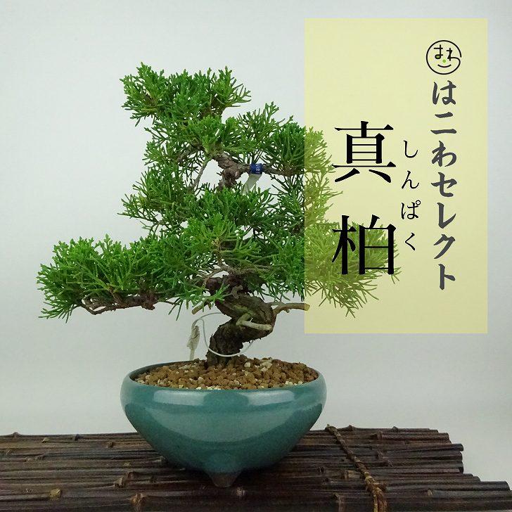 盆栽 真柏 樹高 約22〜24cm しんぱく Juniperus chinensis