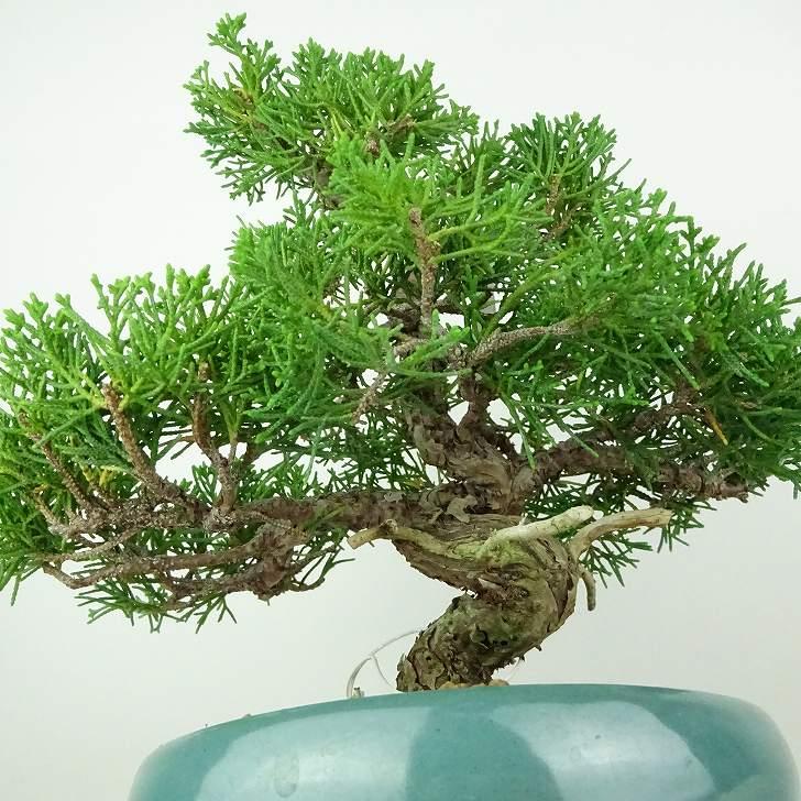 盆栽 真柏 樹高 約22〜24cm しんぱく Juniperus chinensis