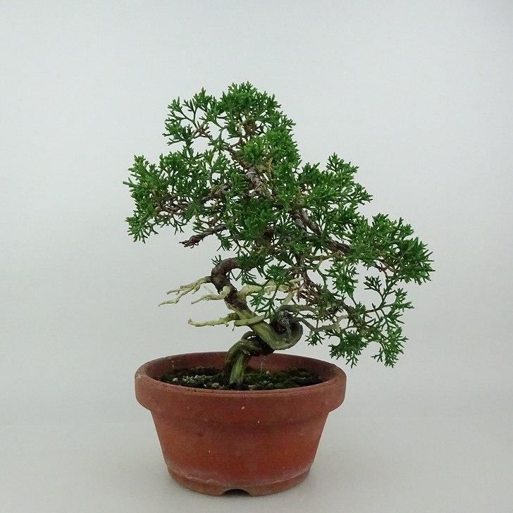 盆栽 真柏 紀州 樹高 約21〜23cm しんぱく Juniperus chinensis