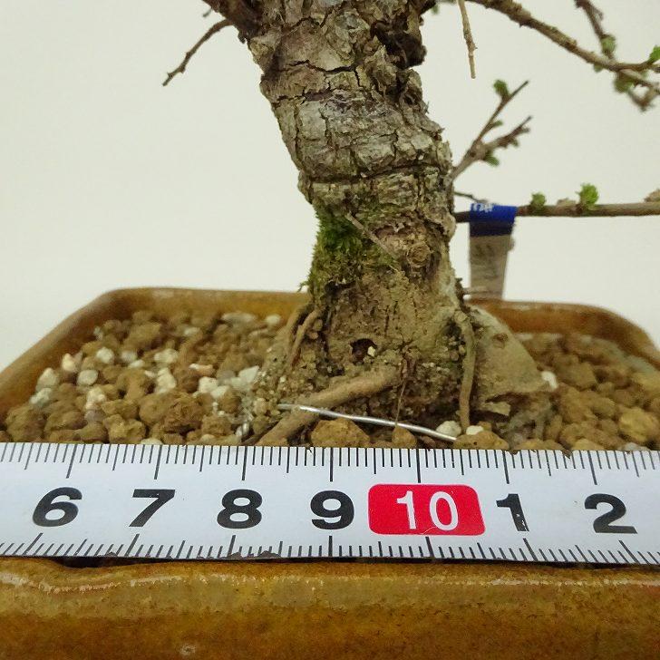 盆栽 楡欅 樹高 約13〜15cm にれけやき Ulmus parvifolia ニレケヤキ 
