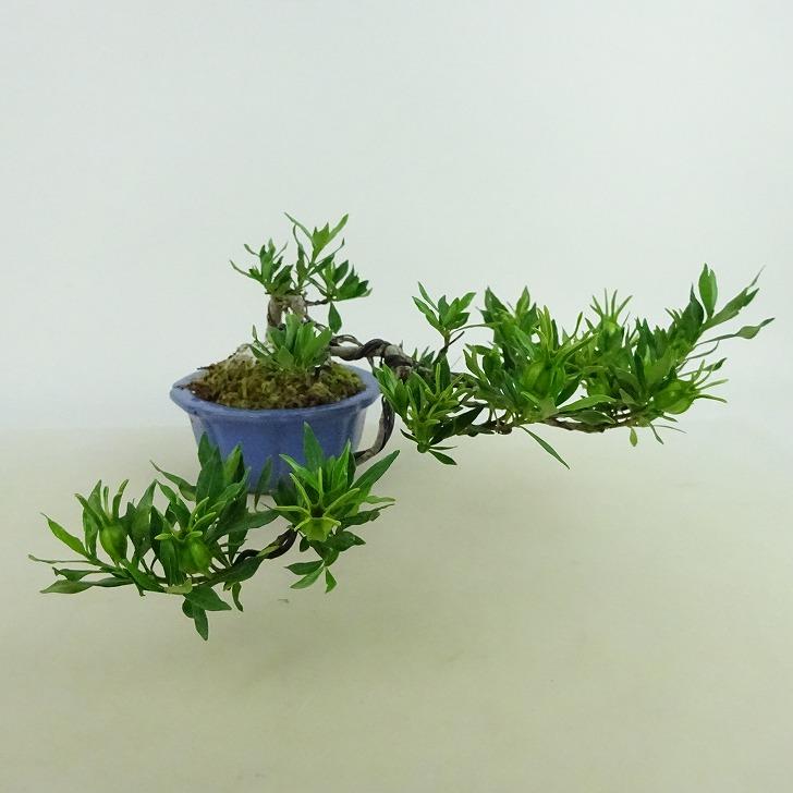 盆栽 梔子 喜代誉 樹高 上下 約9〜11cm くちなし Gardenia jasminoides 
