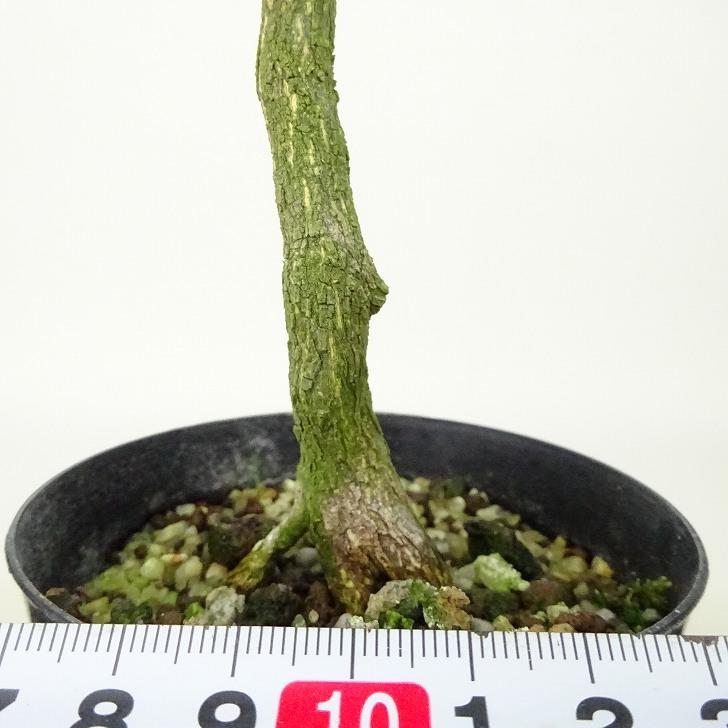 盆栽 金豆 樹高 約16〜18cm きんず キンズ マメキンカン 実物 盆栽 金豆 樹高 約16〜18cm きんず キンズ マメキンカン 実物