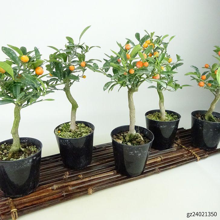 盆栽 金豆 樹高 約16〜18cm きんず キンズ マメキンカン 実物 盆栽 金豆 樹高 約16〜18cm きんず キンズ マメキンカン 実物