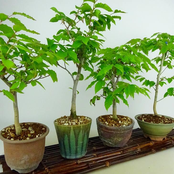 盆栽 山毛欅 ぶな 樹高 約28〜30cm Fagus crenata ブナ ブナ科 盆栽 山毛欅 ぶな 樹高 約28〜30cm Fagus crenata ブナ ブナ科