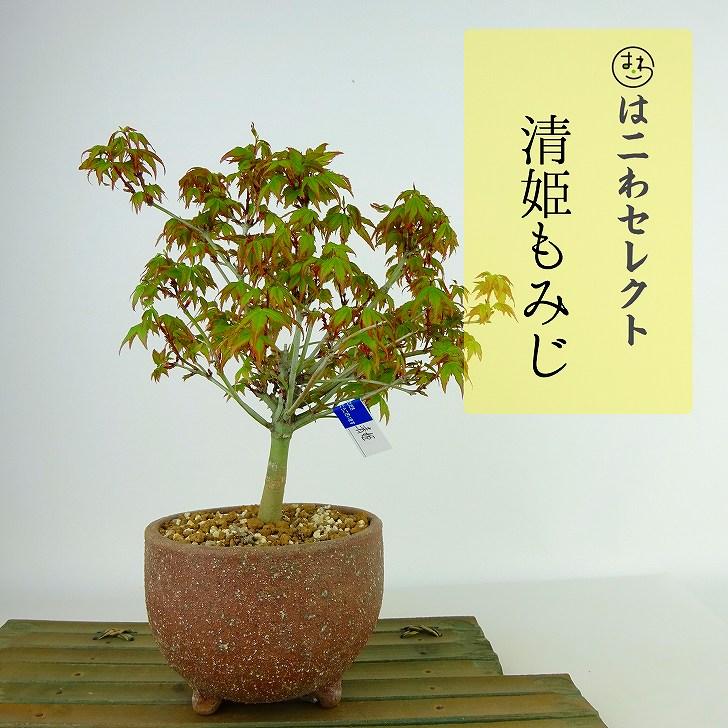 盆栽 紅葉 清姫 樹高 16cm〜18cm もみじ Acer palmatum モミジ 盆栽 紅葉 清姫 樹高 16cm〜18cm もみじ Acer palmatum モミジ