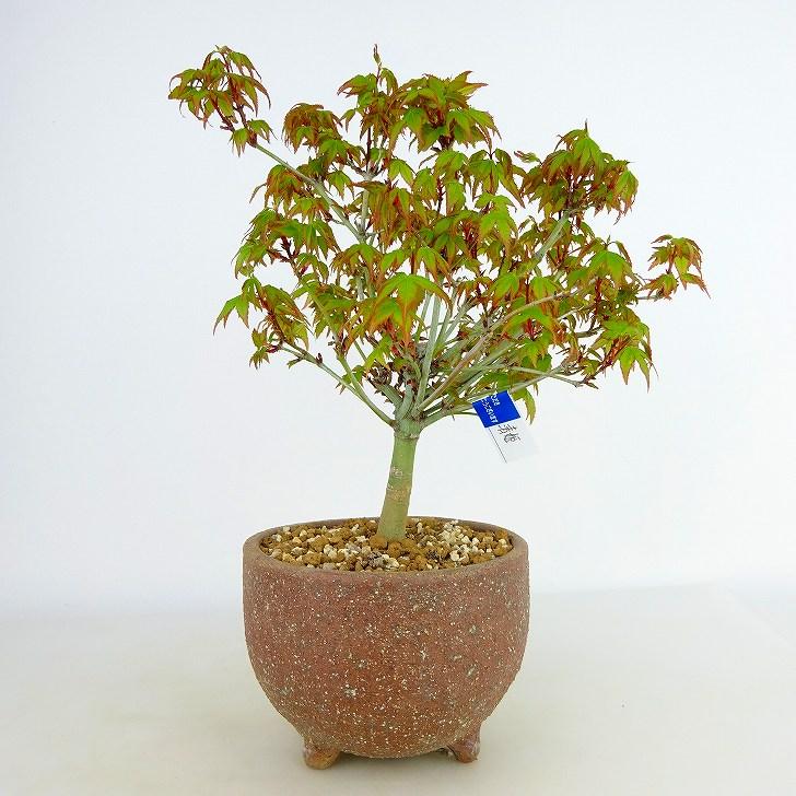 盆栽 紅葉 清姫 樹高 16cm〜18cm もみじ Acer palmatum モミジ 盆栽 紅葉 清姫 樹高 16cm〜18cm もみじ Acer palmatum モミジ