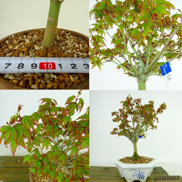盆栽 紅葉 清姫 樹高 16cm〜18cm もみじ Acer palmatum モミジ 盆栽 紅葉 清姫 樹高 16cm〜18cm もみじ Acer palmatum モミジ