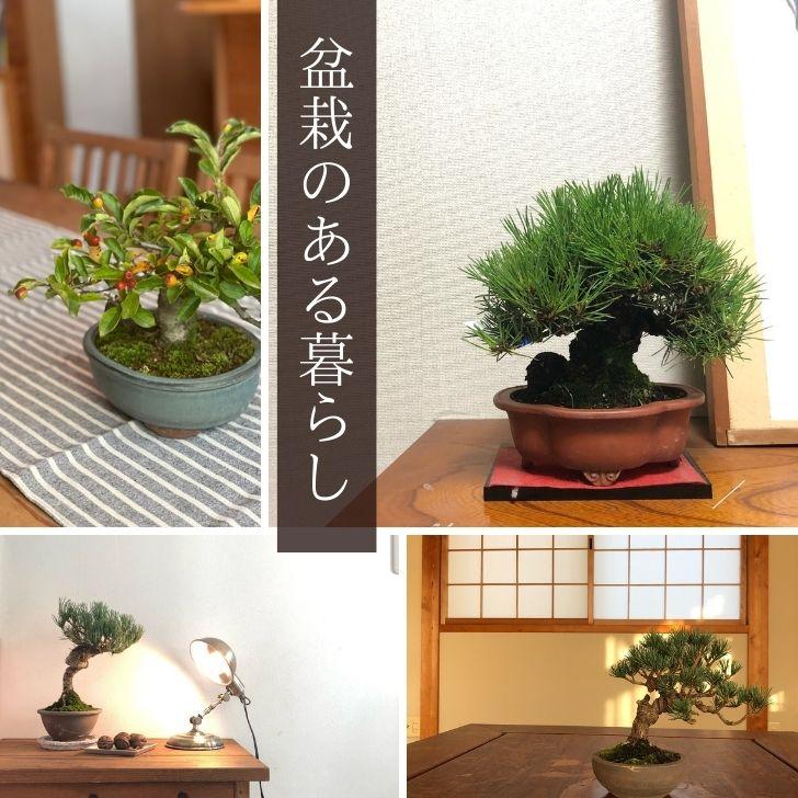 盆栽 紅葉 清姫 樹高 16cm〜18cm もみじ Acer palmatum モミジ 盆栽 紅葉 清姫 樹高 16cm〜18cm もみじ Acer palmatum モミジ