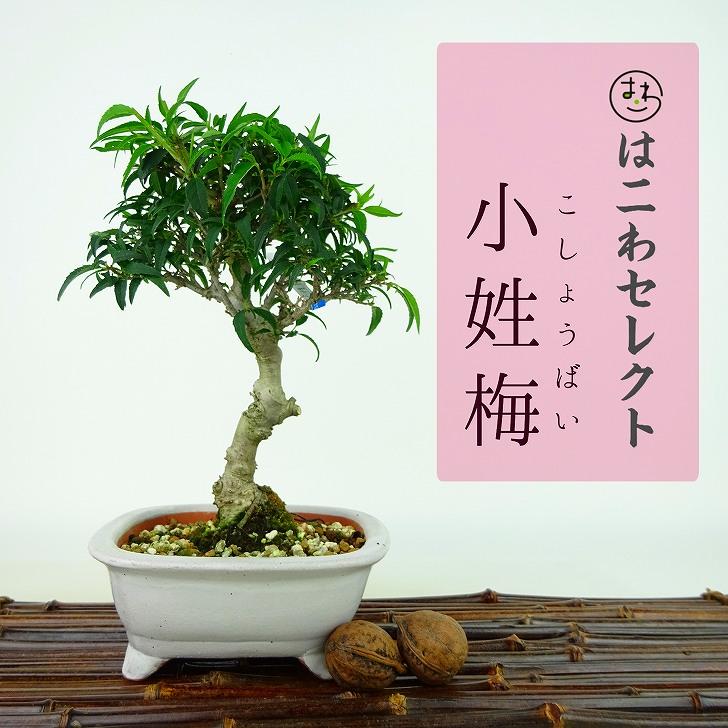 お値下げ！盆栽鉢　40.5センチ 2025年 数量限定 葉桜】 京都小鉢（ミニ盆栽）京桜シリーズ 啓翁