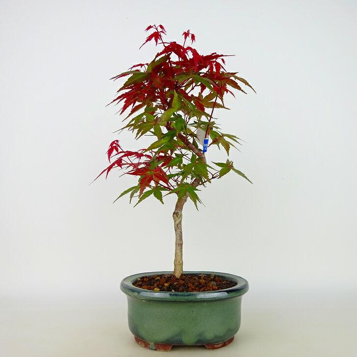 盆栽 紅葉 出猩々 樹高 約24cm〜26cm もみじ Acer palmatum モミジ