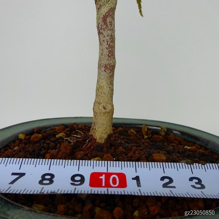 盆栽 紅葉 出猩々 樹高 約24cm〜26cm もみじ Acer palmatum モミジ