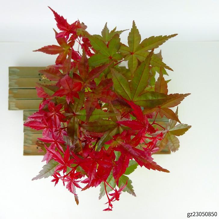 盆栽 紅葉 出猩々 樹高 約24cm〜26cm もみじ Acer palmatum モミジ