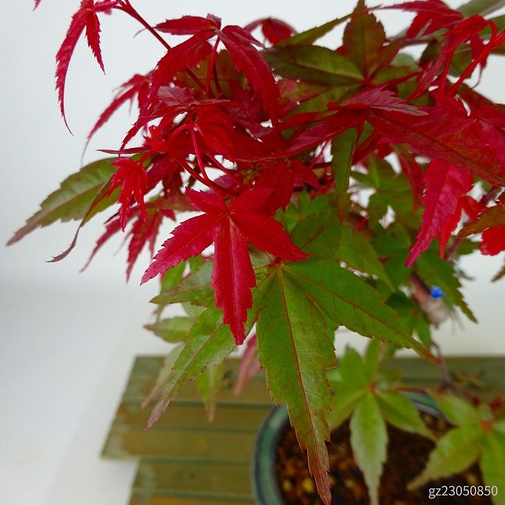 盆栽 紅葉 出猩々 樹高 約24cm〜26cm もみじ Acer palmatum モミジ