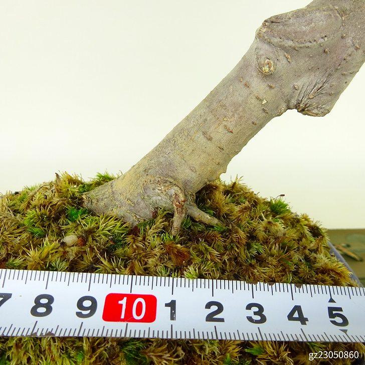 盆栽 紅葉 獅子頭 樹高 約18cm〜20cm もみじ Acer palmatum モミジ