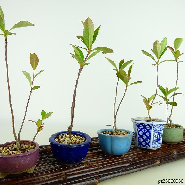 盆栽 西洋鎌柄 樹高 約20〜21cm せいようかまつか Aronia albutifolia