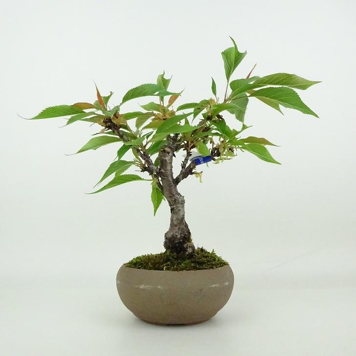 1 コミュフォラ シンペリ 超希少種 盆栽株 1 コミュフォラ シンペリ 超希少種 盆栽株