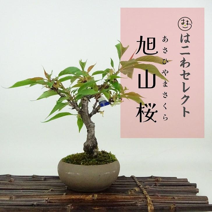 盆栽 桜 旭山桜 樹高 約15〜17cm さくら サクラ バラ科 落葉樹