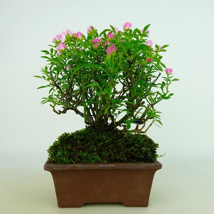盆栽 薔薇 雅薔薇 樹高 約14〜16cm ばら Rosa バラ バラ科 落葉樹 観賞