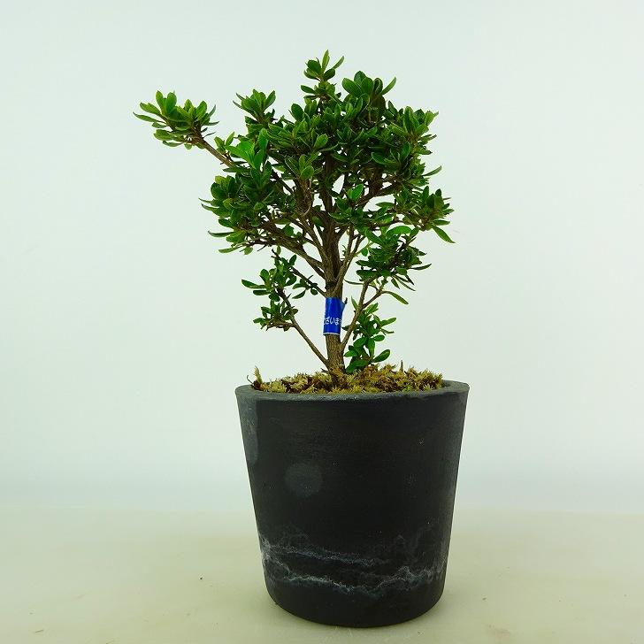 盆栽 久留米ツツジ 春仙 樹高 約14〜15cm つつじ Rhododendron ツツジ