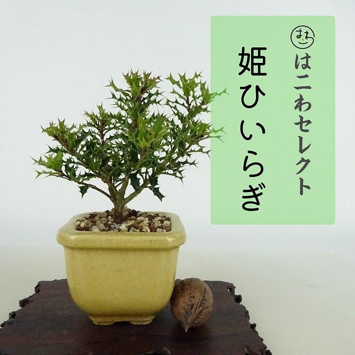 盆栽 姫柊 樹高 約10〜11cm ひめひいらぎ ヒメヒイラギ モチノキ科 疼