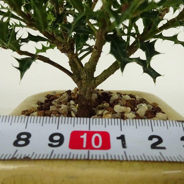 盆栽 姫柊 樹高 約10〜11cm ひめひいらぎ ヒメヒイラギ モチノキ科 疼