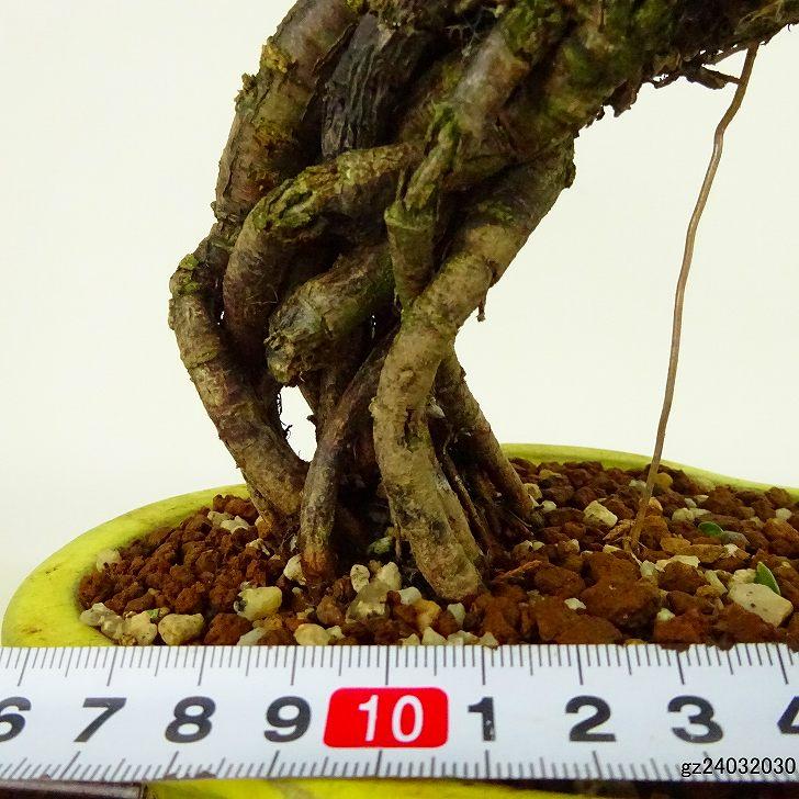 群れ雀　(ムレスズメ)　[半懸崖]　中品盆栽 群れ雀(ムレスズメ)[半懸崖]中品盆栽