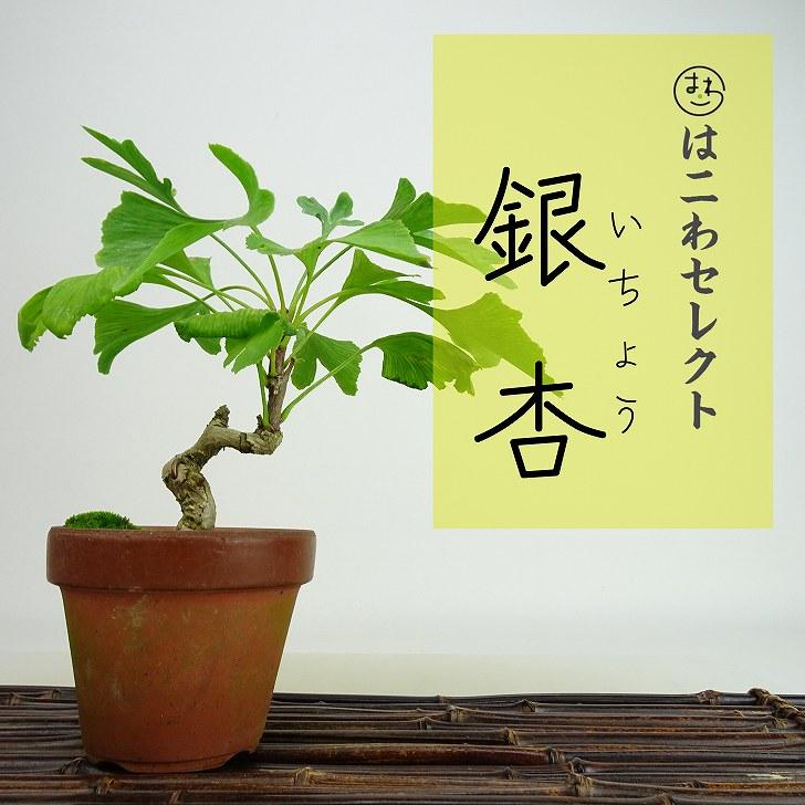 盆栽 銀杏 樹高 約16〜18cm いちょう Ginkgo biloba イチョウ 紅葉