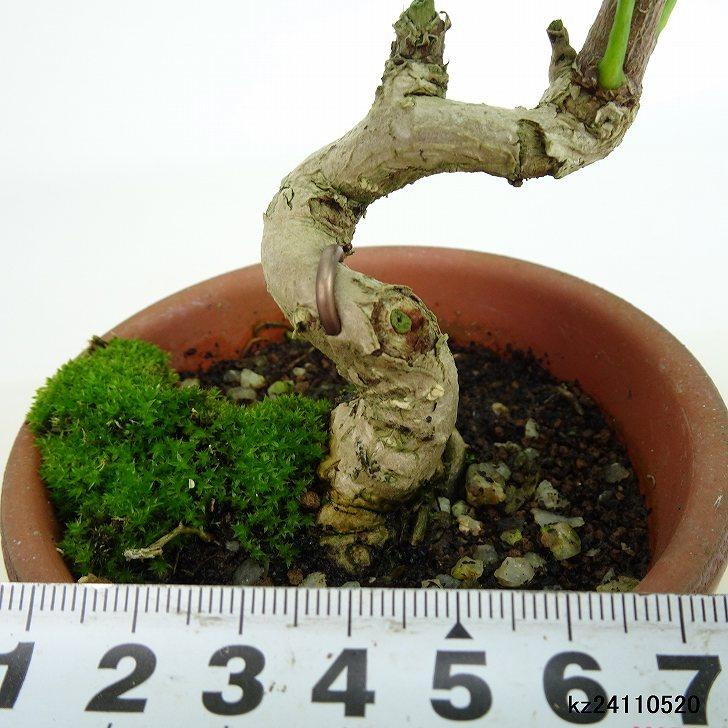 盆栽 銀杏 樹高 約16〜18cm いちょう Ginkgo biloba イチョウ 紅葉