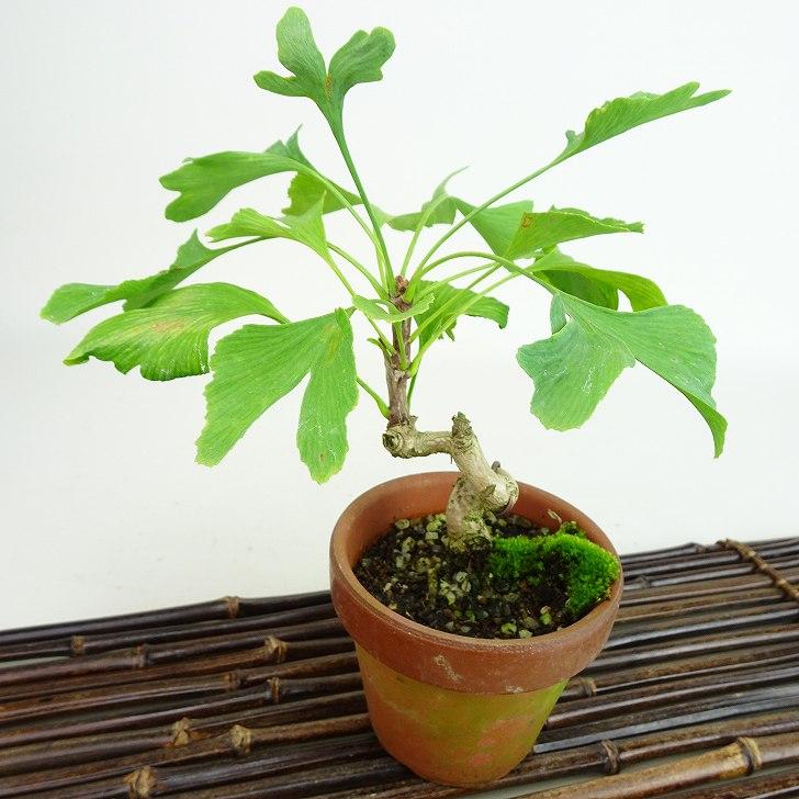 盆栽 『イチョウ』 紅葉 インテリア 観葉植物 ガーデニング 送料無料 b185 盆栽 銀杏 樹高 約16〜18cm いちょう Ginkgo biloba イチョウ 紅葉