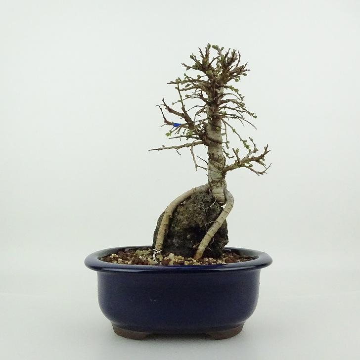F*.様 楡欅 小品盆栽 ミニ株立ち楡欅を入手🌳 これは根が色々あり