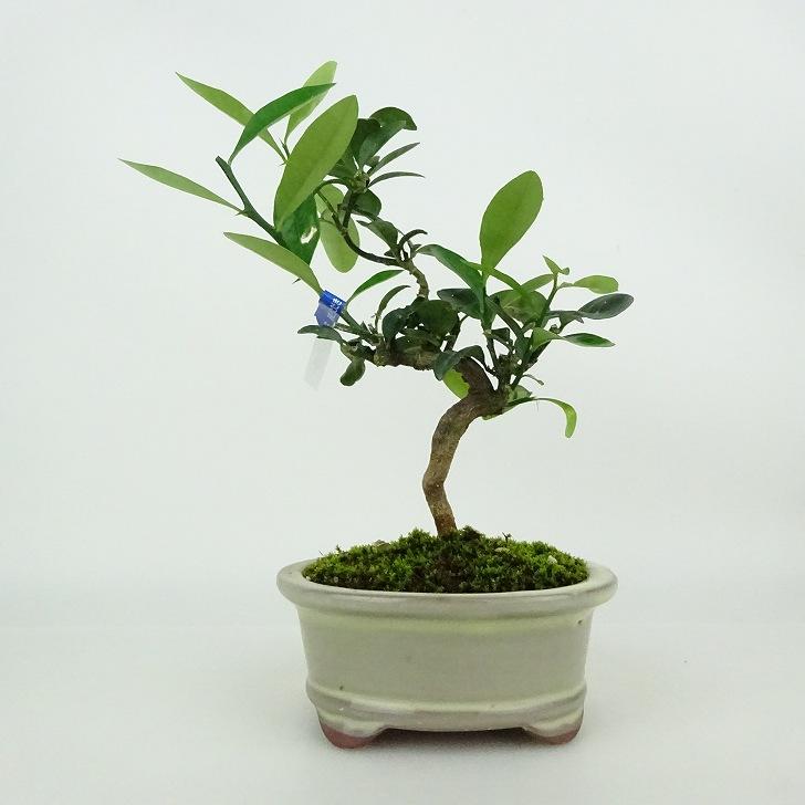 盆栽 金豆 樹高 約16〜18cm きんず Fortunella hindsii キンズ