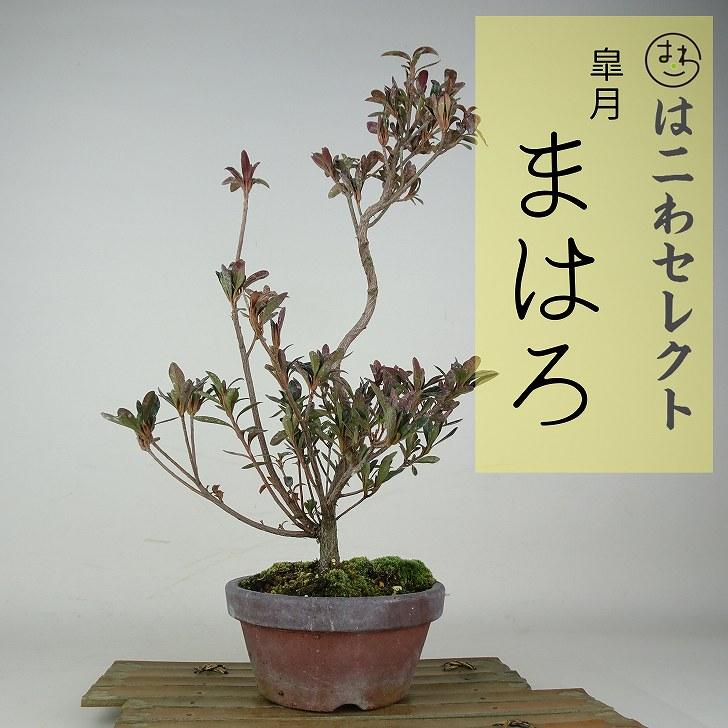皐月さつき盆栽　【まはろ】 盆栽 皐月 まはろ 樹高 約30〜43cm さつき Rhododendron indicum