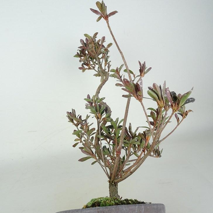盆栽 皐月 まはろ 樹高 約30〜43cm さつき Rhododendron indicum