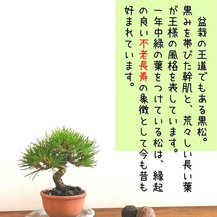 盆栽 お手入れ セット 黒松 ミニ盆栽 初心者セット 剪定ばさみ