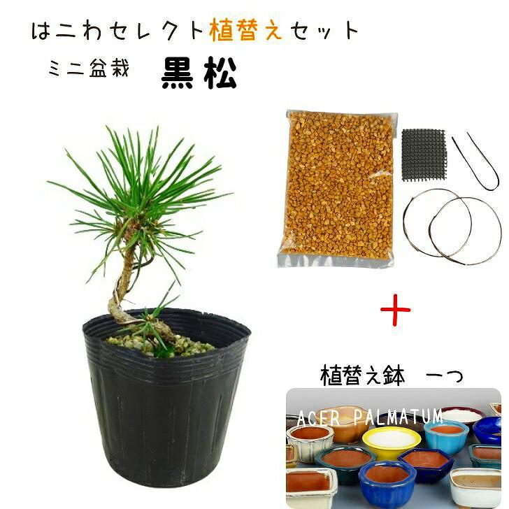 盆栽 松 黒松 植替えセット ミニ盆栽 樹高 約8〜9cm くろまつ 盆栽 松 黒松 植替えセット ミニ盆栽 樹高 約8〜9cm くろまつ