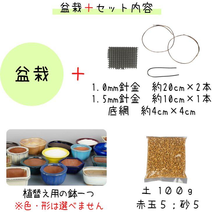 盆栽 松 黒松 植替えセット ミニ盆栽 樹高 約8〜9cm くろまつ Pinus thunbergii クロマツ マツ科 常緑針葉樹 観賞用 小品 数量物 セレクト｜haniwa-bonsai｜02