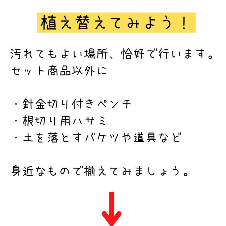 盆栽 松 黒松 植替えセット ミニ盆栽 樹高 約8〜9cm くろまつ Pinus thunbergii クロマツ マツ科 常緑針葉樹 観賞用 小品 数量物 セレクト｜haniwa-bonsai｜03