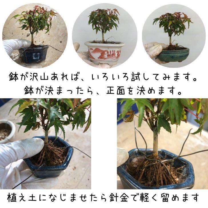 盆栽 松 黒松 植替えセット ミニ盆栽 樹高 約8〜9cm くろまつ 盆栽 松 黒松 植替えセット ミニ盆栽 樹高 約8〜9cm くろまつ