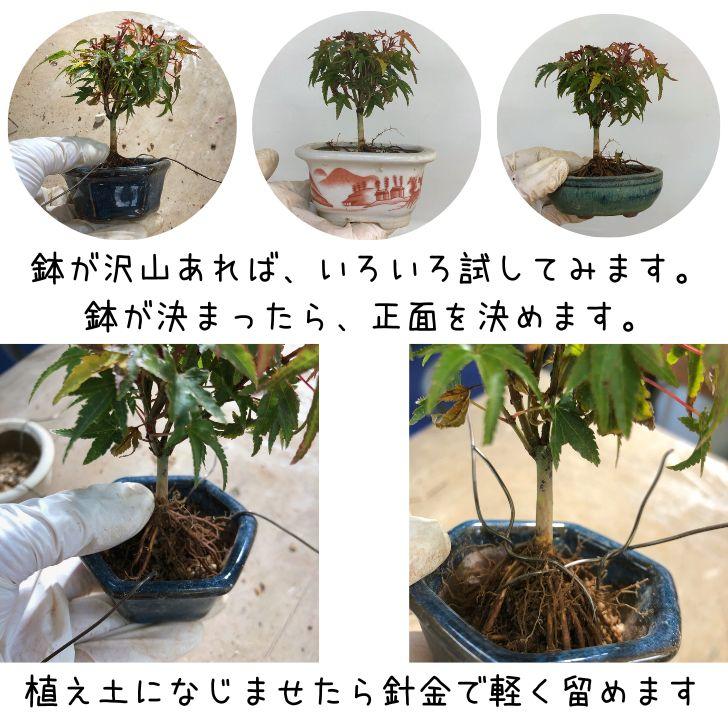 盆栽 松 黒松 植替えセット ミニ盆栽 樹高 約8〜9cm くろまつ Pinus thunbergii クロマツ マツ科 常緑針葉樹 観賞用 小品 数量物 セレクト｜haniwa-bonsai｜08