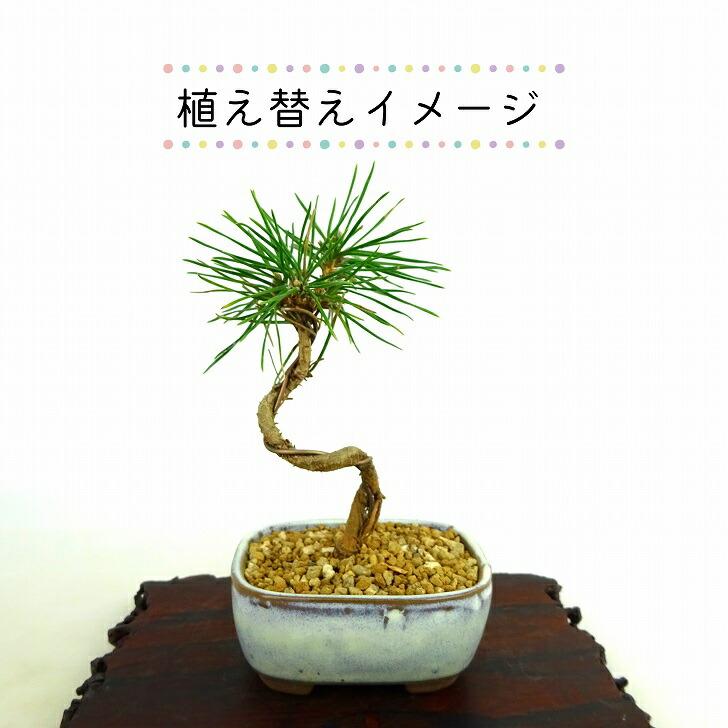 盆栽 松 黒松 植替えセット ミニ盆栽 樹高 約8〜9cm くろまつ
