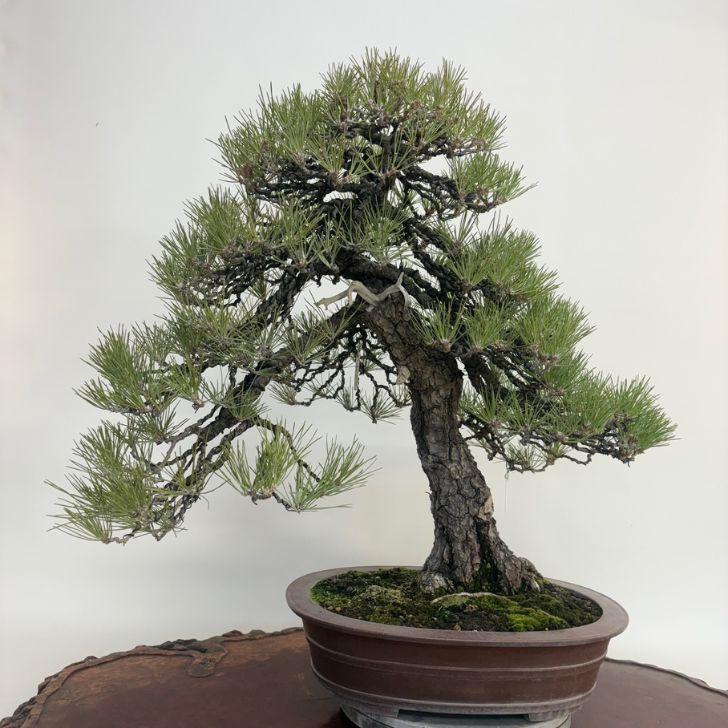 盆栽 松 黒松 樹高 約61cm くろまつ Pinus thunbergii クロマツ マツ科