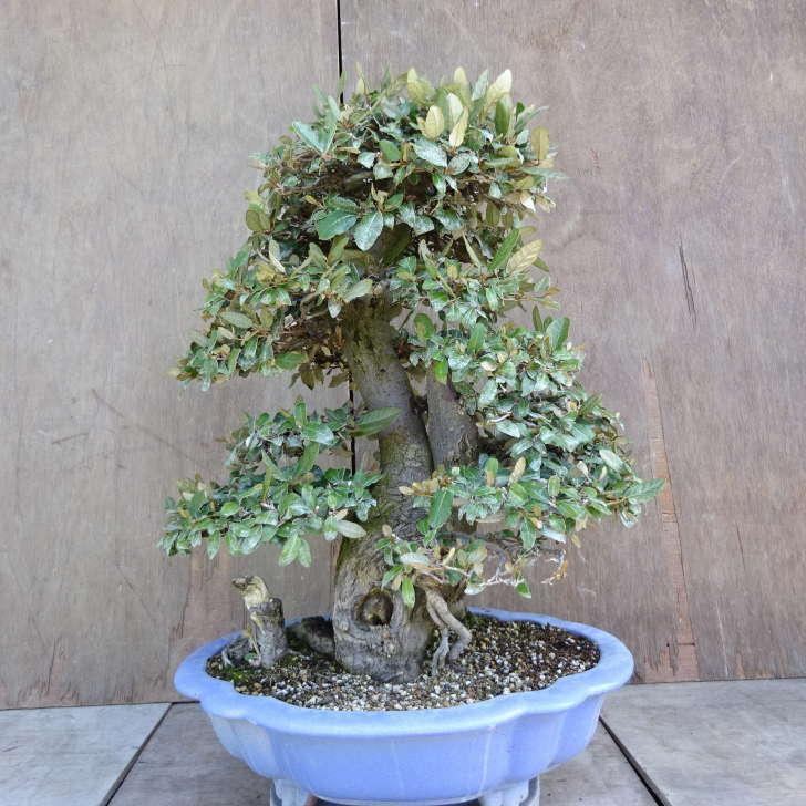 盆栽 寒茱萸 樹高 約63cm かんぐみ Elaeagnus カングミ グミ科 常緑樹