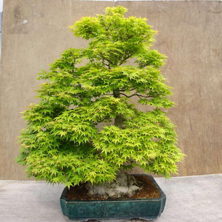 盆栽 紅葉 山もみじ 樹高 約90cm もみじ モミジ カエデ科 落葉樹 観賞